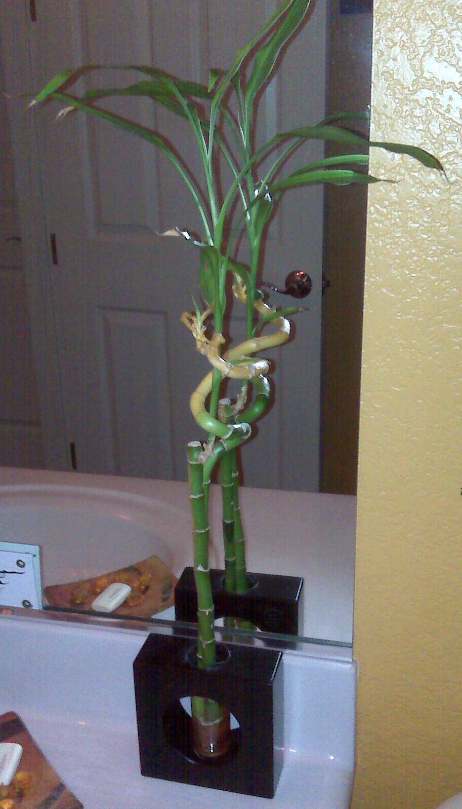 Lucky Bamboo?