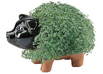 Chia Pig