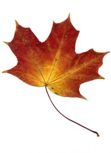 Autumn Leaf